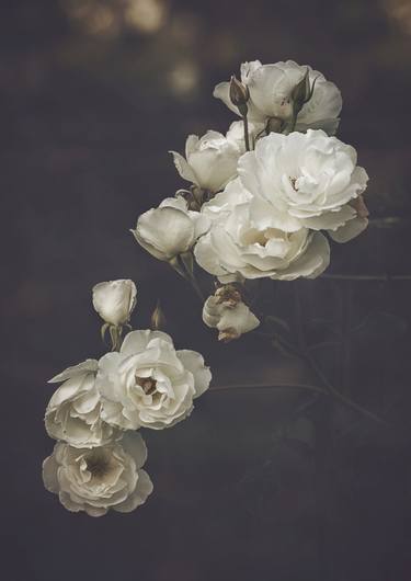 Print of Fine Art Floral Photography by marina de wit