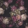 Collection Peonies