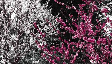 Print of Abstract Botanic Photography by Thea Nicolarts