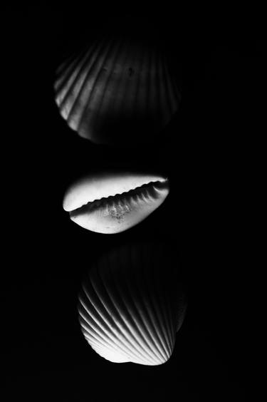 Seashells and Cowrie - Limited Edition of 10 thumb