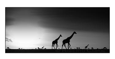 Giraffe Silhouettes - Limited Edition 3 of 25 thumb