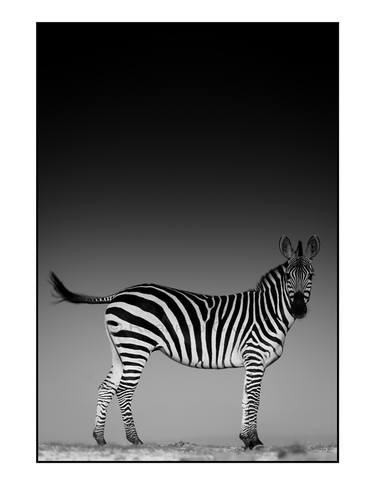 Zebra on Hill - Limited Edition 3 of 25 thumb