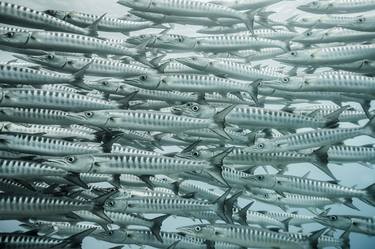 Print of Fish Photography by Tetiana Tarasenko