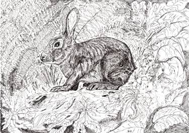 Print of Animal Drawings by Ilia Krughoff