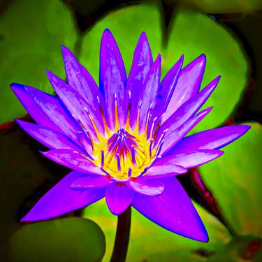 Water Lily Glowing thumb