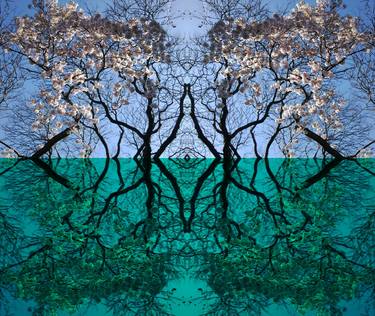 Print of Conceptual Tree Photography by Julia Woodman