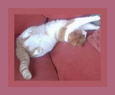 Ginger and White Cat Sleeping thumb