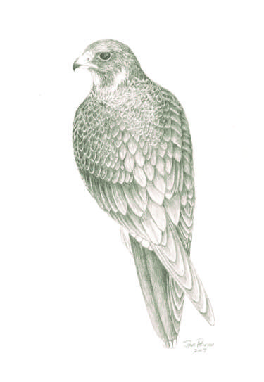 Peregrine Falcon thumb