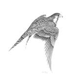 Falcon with spread wings - Anne Versteylen - Digital Art, Animals