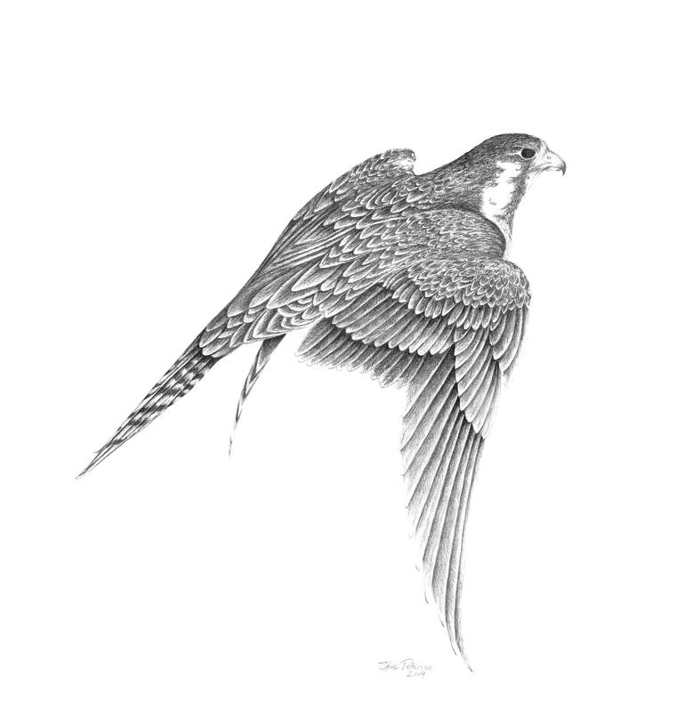 falcon wing drawing