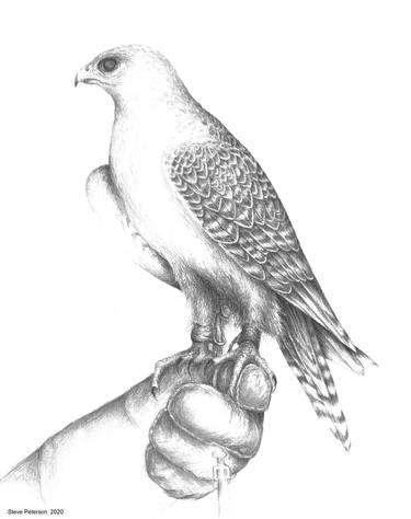 GYRFALCON - ON THE HAND thumb