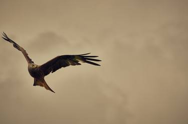 Red Kite in Flight - Limited Edition 1 of 5 thumb