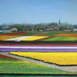 Flower fields by Dmytro Bryzhak
