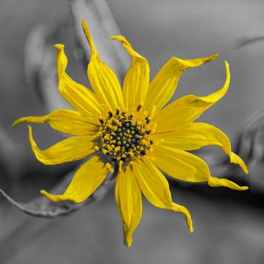 Print of Fine Art Floral Photography by Richard Scillath