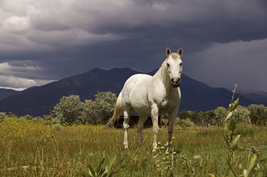 Original Animal Photography by Mark Goebel