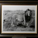“Lion in high grass” Ed.5/5 (1/5 +1AP) - Limited Edition 5 of 5 by Carlo Mari
