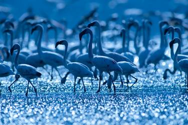 Original Documentary Nature Photography by Carlo Mari