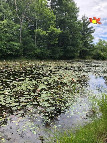 Lilypond with Bird, digital edited photography on paper 24" x 36" thumb