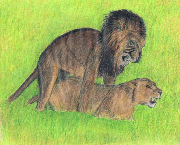 lion mating drawing