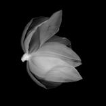 Her - Limited Edition 2 of 20 by Joanna Ham