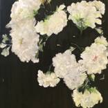 White roses by Joanne Lewis