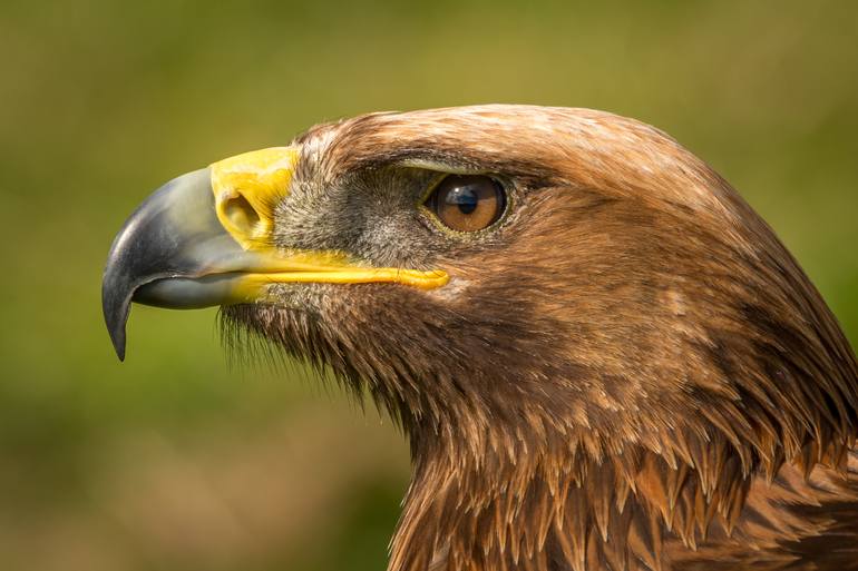 Close Up Of Golden Eagle Head With Catchlight Limited Edition 1