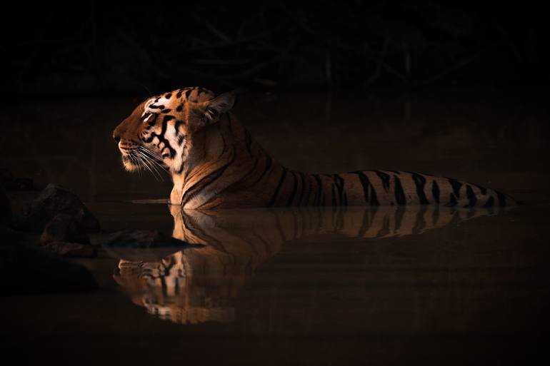 Tiger Tiger Burning Bright Photography By Nick Dale Saatchi Art