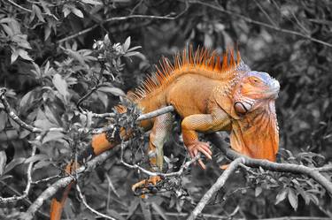 An iguana in Costa Rica, isolated from the green environment. thumb