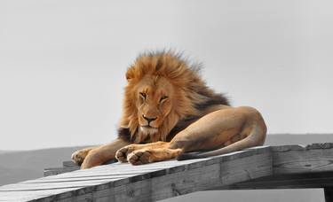 Lion in a conservation project, rescued from canned hunting thumb