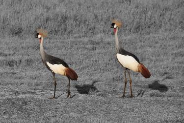Two grey-crowned cranes thumb