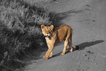 Lioness crossing the road thumb