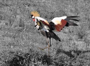 Print of Conceptual Animal Photography by Marcel Brekelmans