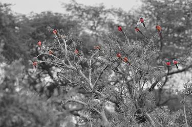 carmine bee-eaters in a tree thumb