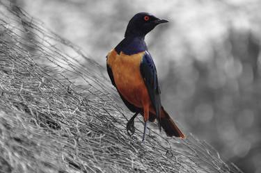 Superb starling on a roof thumb