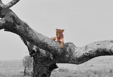 Lioness resting in a tree thumb