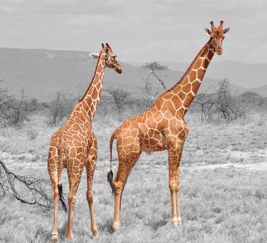 Two reticulated giraffes in a dry landscape thumb