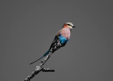 Lilac-breasted roller on a branch thumb