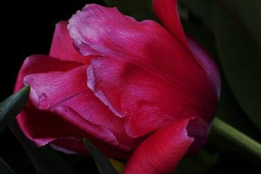 Print of Fine Art Floral Photography by Richard Latoff