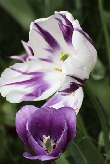 Tulips Purple Image 3  4 27 2023 (c) R Latoff thumb