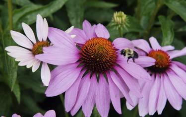 Chrysanthemum and the Bee Wide (c) R Latoff thumb