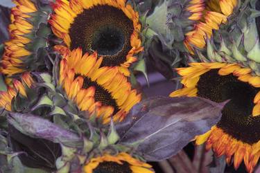 Print of Documentary Floral Photography by Richard Latoff