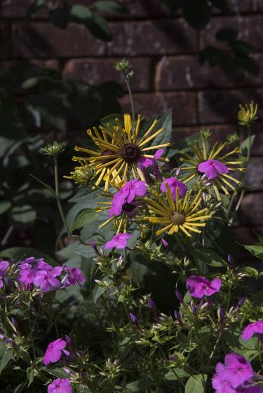 Original Documentary Floral Photography by Richard Latoff