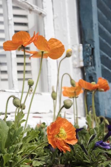 Alexandria VA Window Planter Orange Flowers 3 thumb