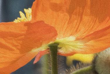 Original Digital Art Floral Photography by Richard Latoff