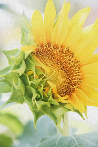 Original Documentary Floral Photography by Richard Latoff