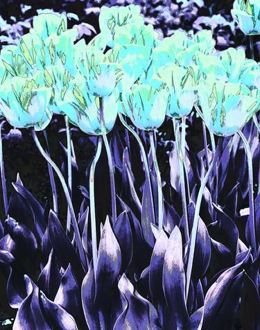 Electric Blue Tulips - Limited Edition 1 of 50 thumb