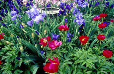 Print of Garden Photography by Richard Latoff