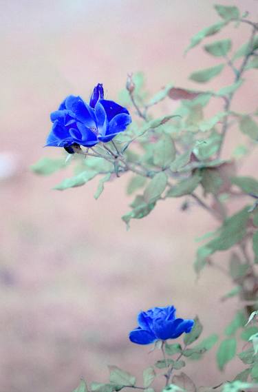 Print of Expressionism Garden Photography by Richard Latoff