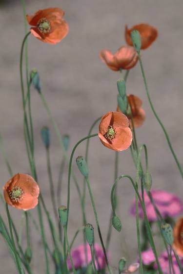 Short Poppies - Limited Edition 1 of 50 thumb