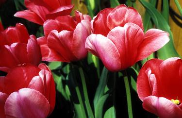 Red Tulips Fairlington - Limited Edition 1 of 50 thumb